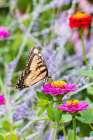 Eastern tiger swallowtail zinnia, Marion County, Illinois. Art Print